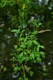 Cardamine regeliana