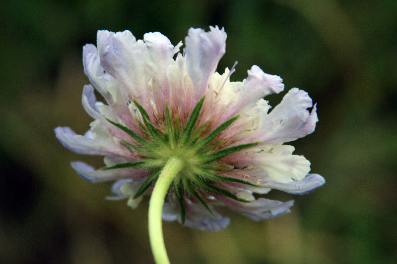 Изображение особи Lomelosia songarica.