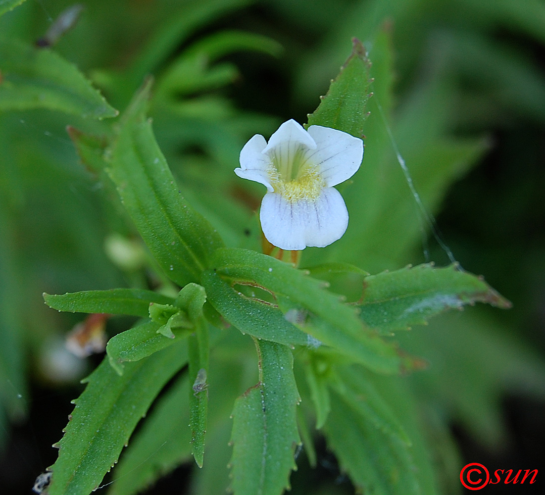 Изображение особи Gratiola officinalis.