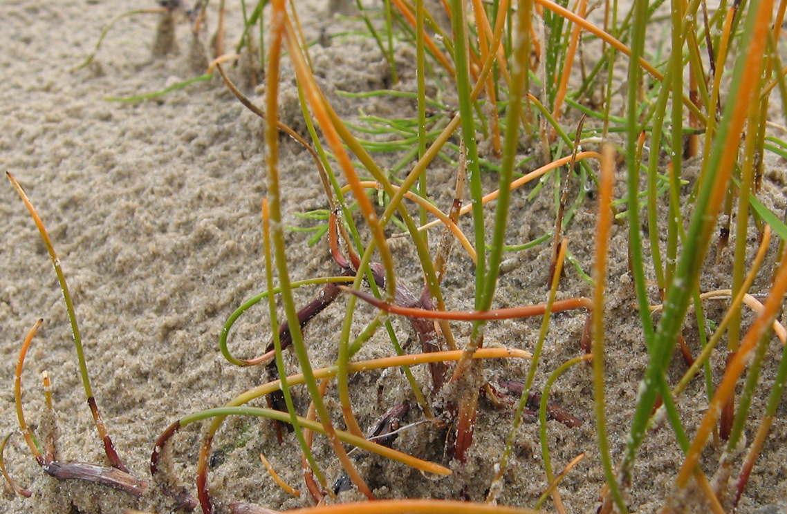 Image of Eleocharis uniglumis specimen.