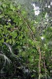 Ficus fistulosa. Часть кроны взрослого дерева. Таиланд, национальный парк Си Пханг-нга, влажный тропический лес. 20.06.2013.