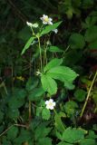 Potentilla elatior