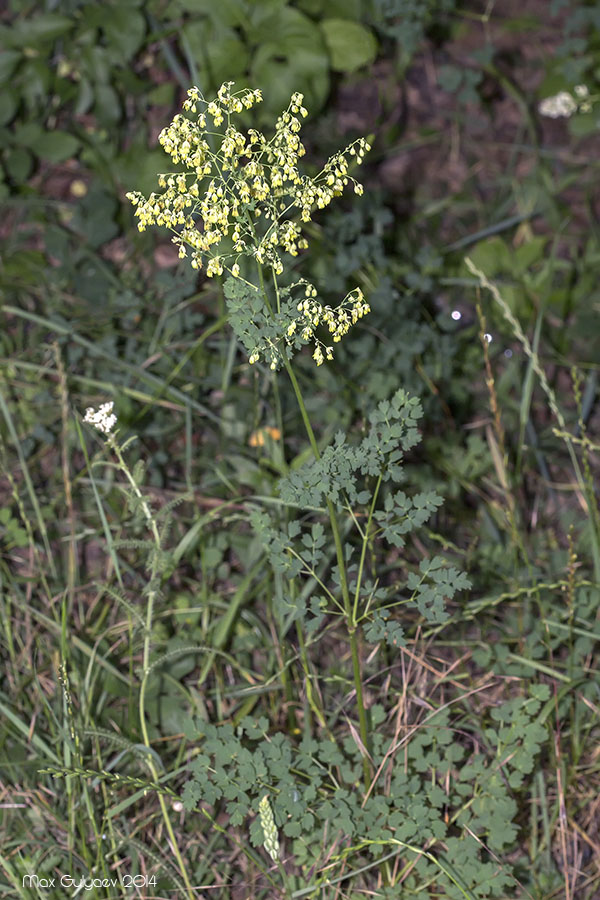 Изображение особи Thalictrum minus.