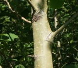 Populus tremula