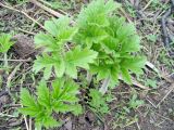 Heracleum dissectum