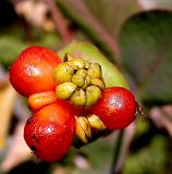 Lonicera etrusca