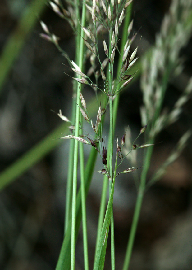 Изображение особи Calamagrostis arundinacea.