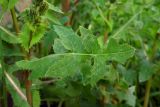 Sonchus oleraceus