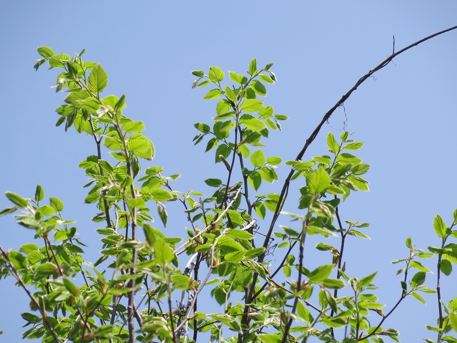 Изображение особи род Carpinus.