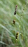 Carex melanostachya. Верхушка плодоносящего растения. Украина, Днепропетровская обл., Криворожский р-н, окр. с. Широкое, левый борт балки. 21.05.2016.