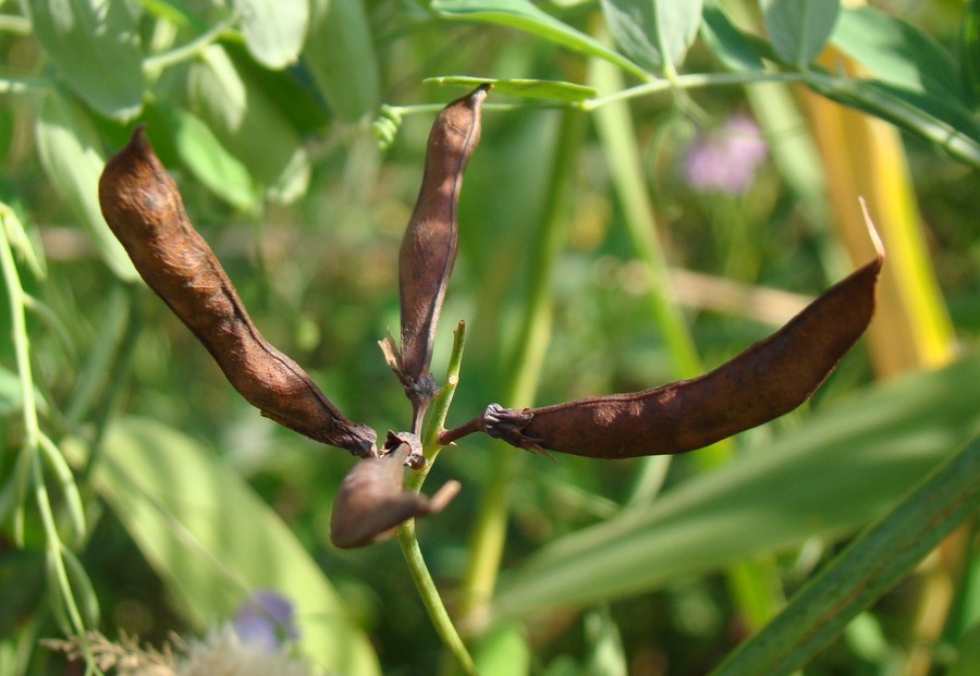 Изображение особи Lathyrus incurvus.