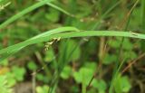 Carex pilosa