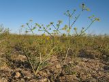 Ferula taucumica. Цветущее и плодоносящее растение. Казахстан, Южное Прибалхашье, южная кромка пустыни Таукум. 20 мая 2016 г.