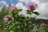 Centaurea alutacea. Верхушка цветущего растения. Адыгея, Кавказский биосферный заповедник, хр. Каменное Море, выс. ≈ 2050 м н.у.м. на скалах. 10.09.2016.