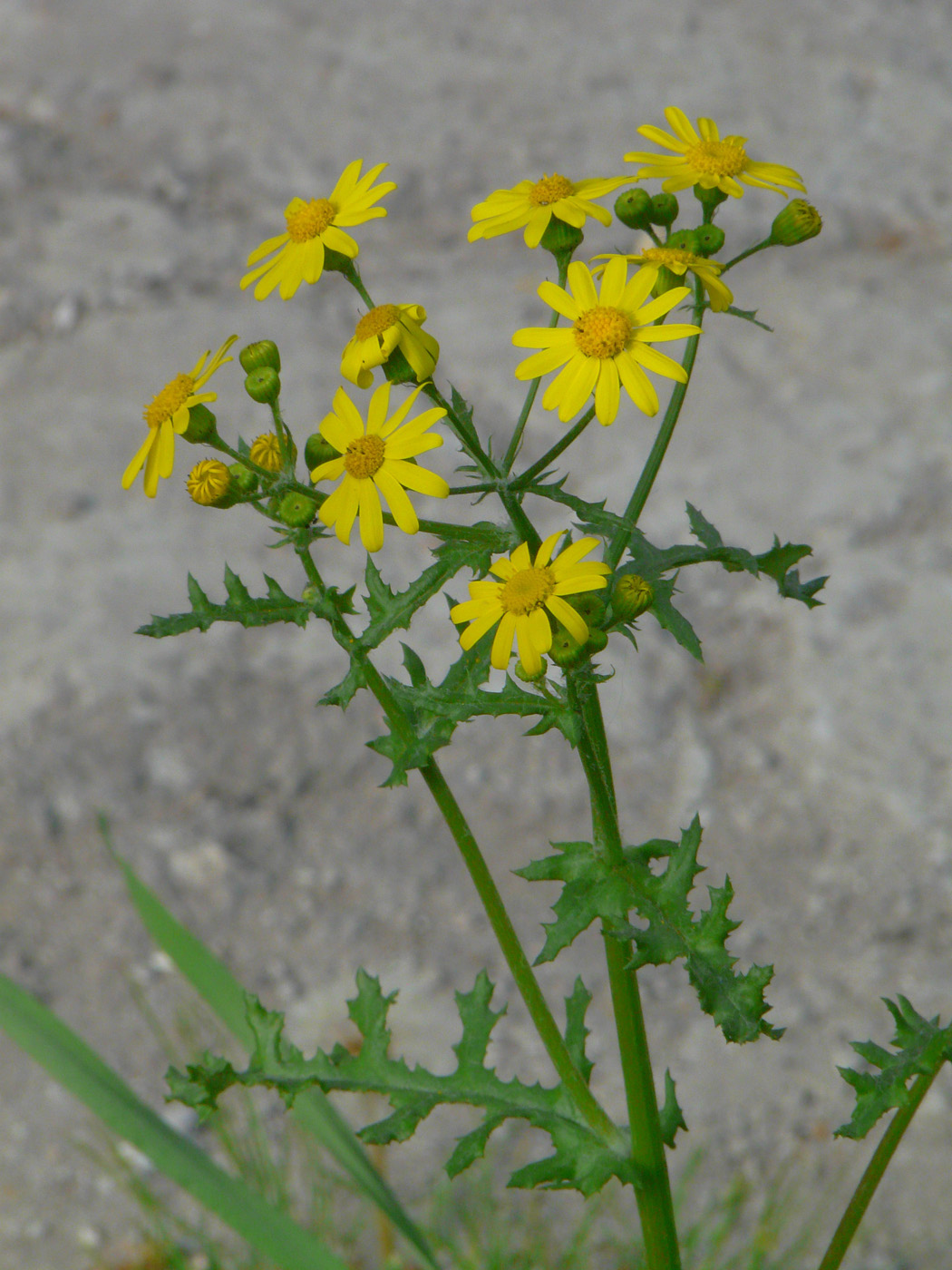 Изображение особи Senecio vernalis.