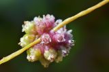 Cuscuta europaea. Соцветие. Казахстан, Тянь-Шань, хр. Заилийский Алатау, ущ. Кумбельсу в р-не пос. Кокшокы, у ручья на поросшем кустарниками склоне хребта, 2100 м н.у.м. 04.09.2016.