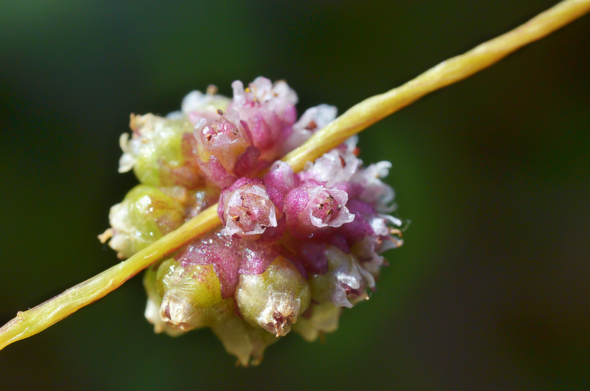 Изображение особи Cuscuta europaea.