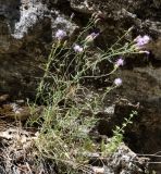 род Centaurea