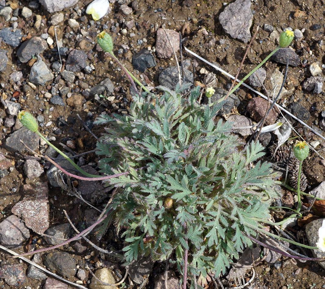 Изображение особи Papaver polare.