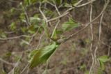 Lonicera xylosteum