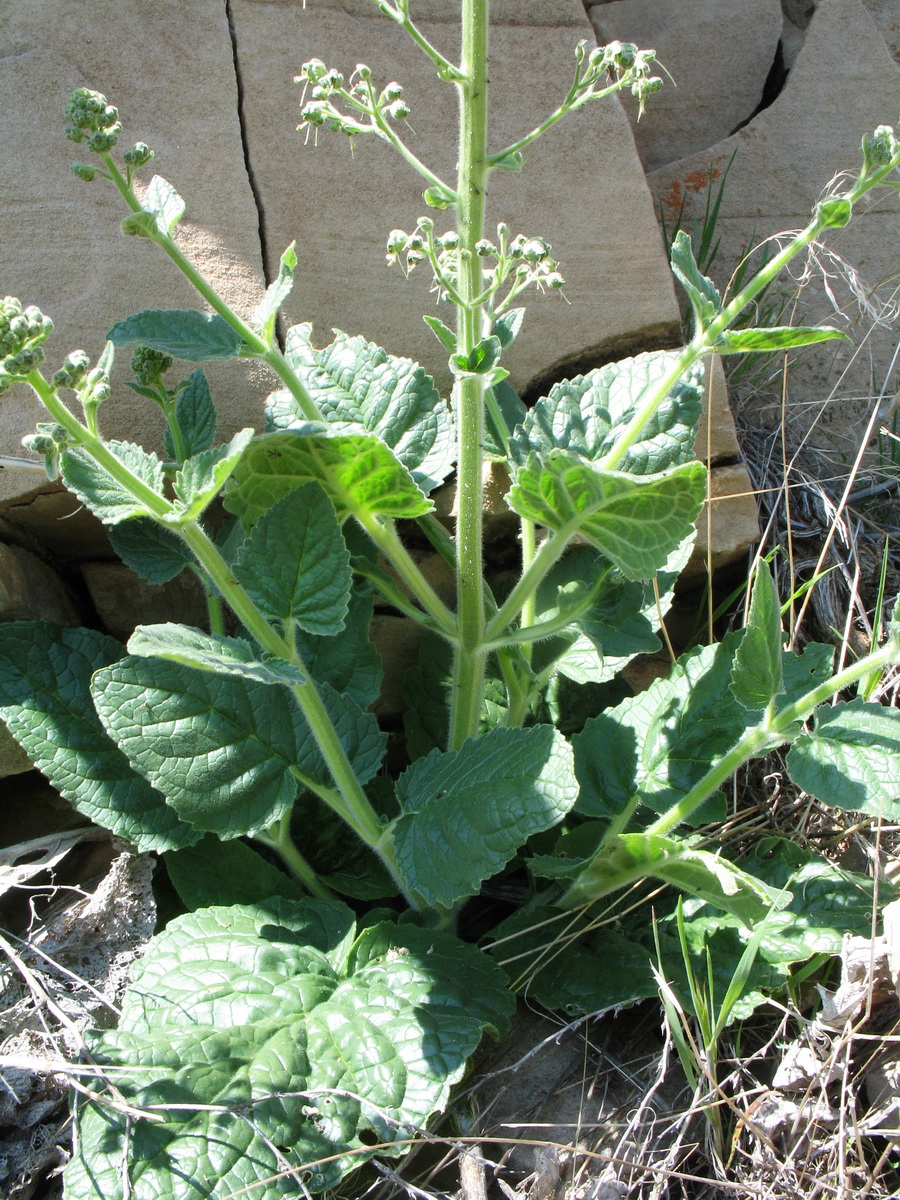 Изображение особи Scrophularia heucheriiflora.