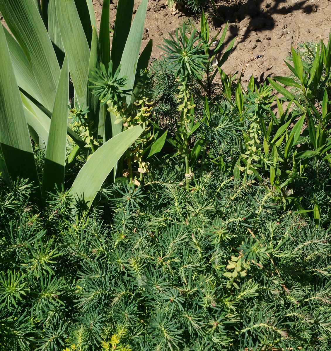 Изображение особи Euphorbia cyparissias.