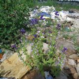 Salvia viridis. Цветущее растение. Томск, городская свалка. 23.07.2014.