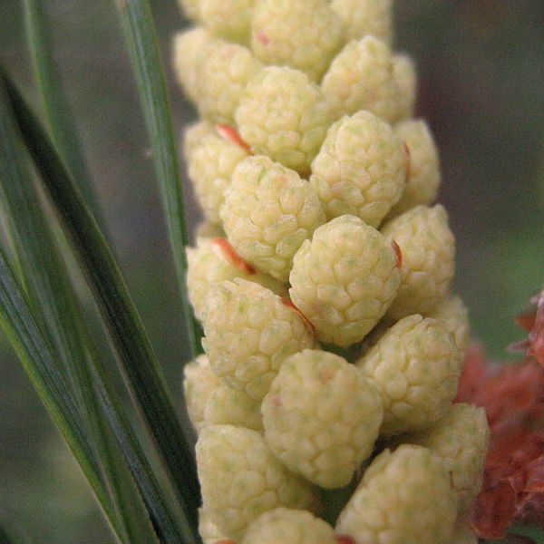 Image of Pinus sylvestris specimen.