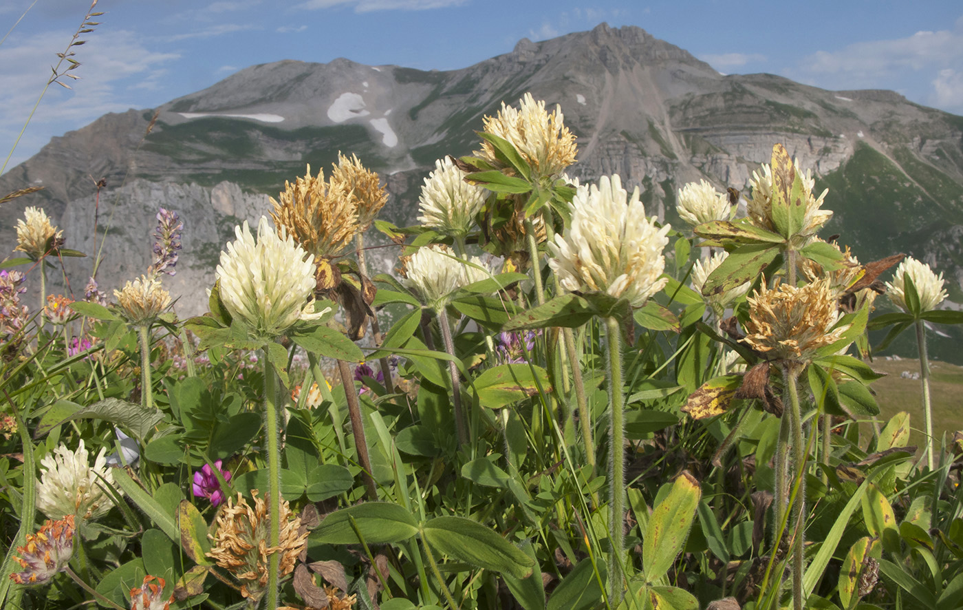 Image of Trifolium trichocephalum specimen.