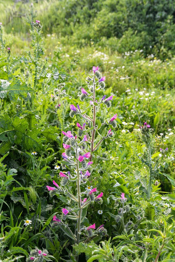 Изображение особи Echium judaeum.