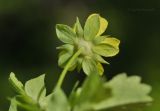 Potentilla centigrana