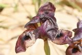 Iris petrana