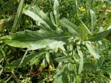 Cirsium setosum