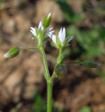 Cerastium holosteoides. Верхушка побега с цветками и бутонами (со стороны чашечек). Магаданская обл., г. Магадан, окр. мкр-на Снежная Долина, увлажненный участок около дороги. 14.08.2019.