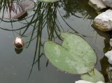 Nymphaea &times; marliacea