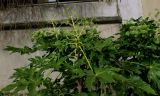 Fatsia japonica. Верхушка плодоносящего растения. Франция, регион Иль-де-Франс, г. Леваллуа-Перре, проспект Генерала де Голля (Avenue du Général de Gaulle), в культуре. 25.02.2020.