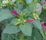 Mirabilis jalapa