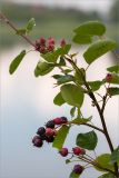 Amelanchier spicata. Верхушка веточки с соплодиями. Ленинградская обл., Ломоносовский р-н, окр. дер. Низино, обрывистый берег Шингарского пруда. 21.07.2012.