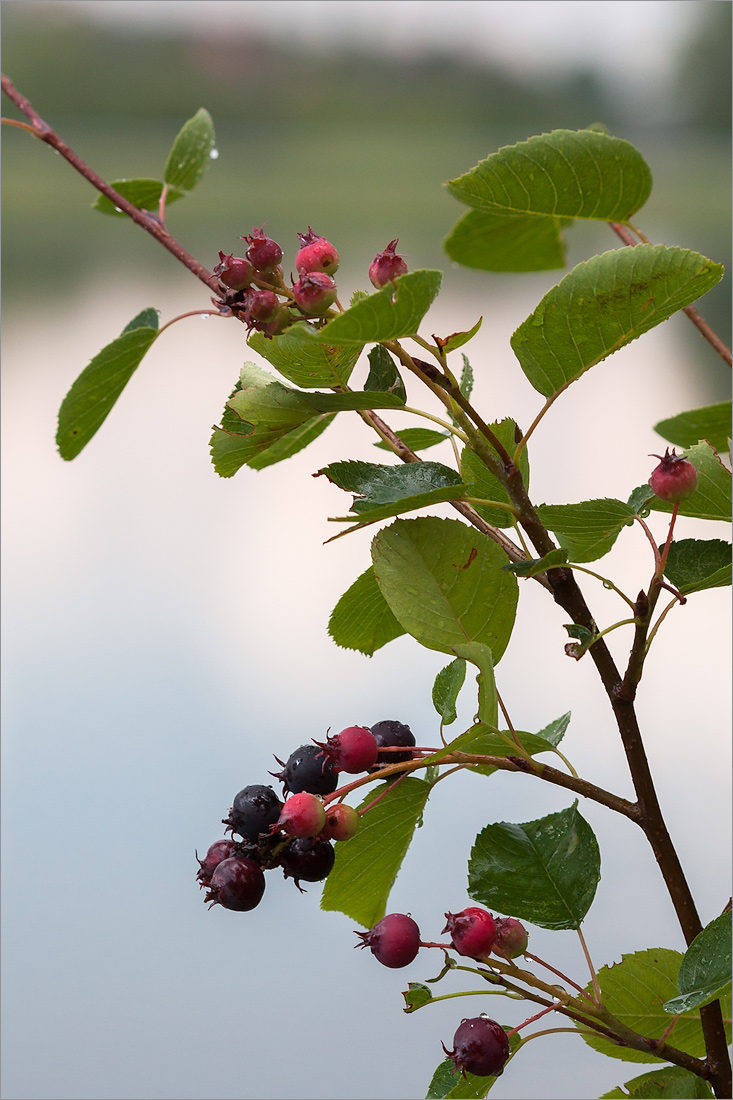 Изображение особи Amelanchier spicata.