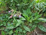 Pulmonaria saccharata