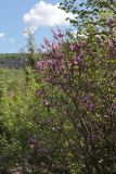 Cercis siliquastrum. Цветущие растения. Крым, Севастополь, Чернореченский каньон. 10.05.2021.