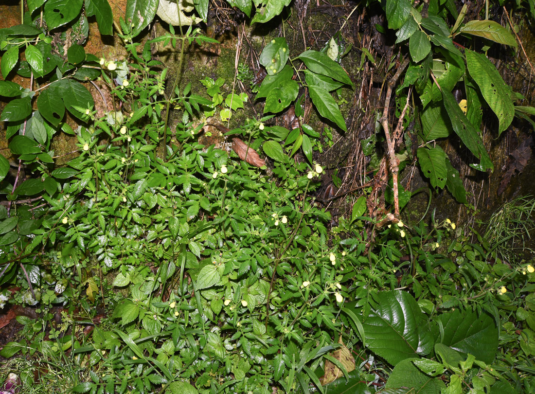 Изображение особи Calceolaria tripartita.