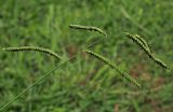 Paspalum dilatatum