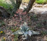 Aloe karasbergensis