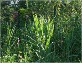 Phragmites australis