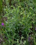 Lithospermum officinale