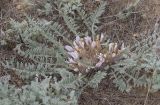 Astragalus dolichophyllus