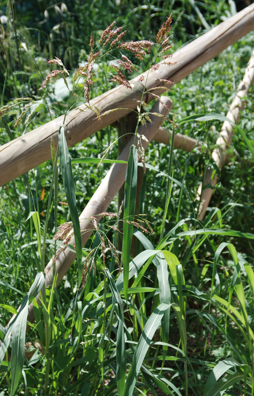 Image of genus Sorghum specimen.