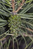 Pinus sylvestris