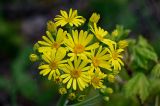 Tephroseris cladobotrys. Соцветия. Дагестан, Казбековский р-н, долина р. Сулак, Сулакский каньон, ≈ 900 м н.у.м., опушка широколиственного леса. 01.05.2022.